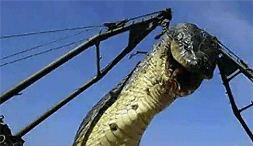 中国最大的一条"巨蛇",守护故宫已有600余年,至今无人