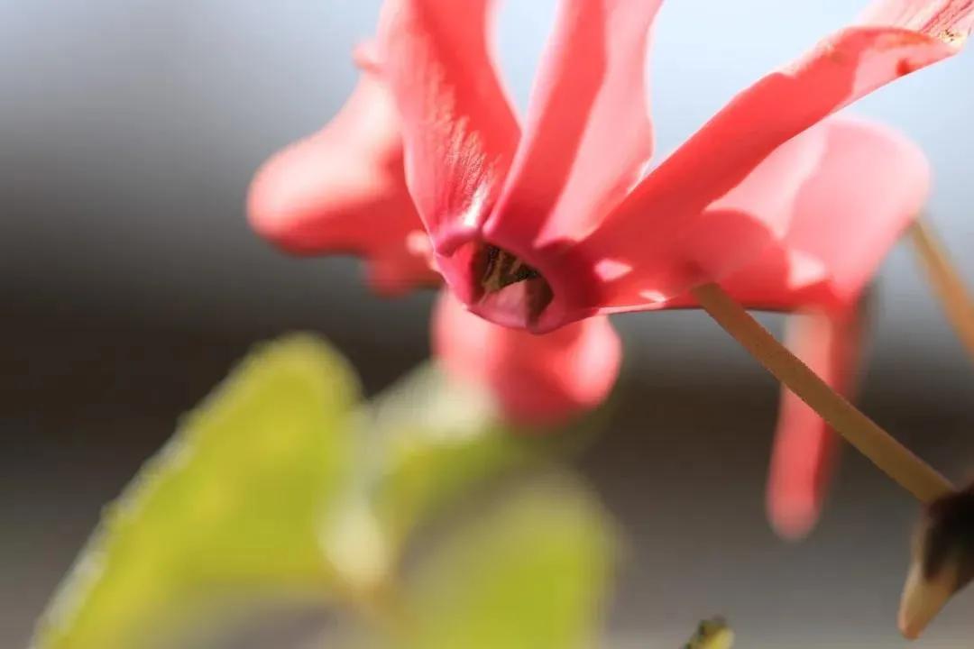 桃花贵人口诀_桃花贵人纹