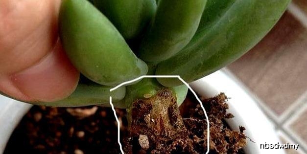 多肉种子长什么样 fc3dbba322d54f24aa68e3b66628cc1a.jpeg