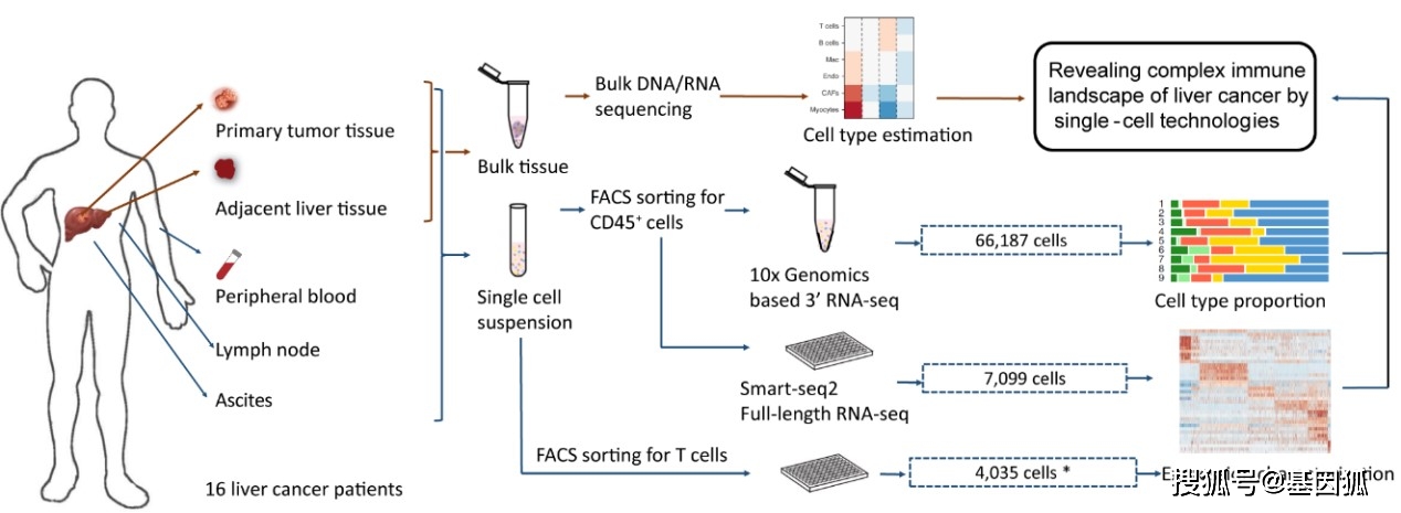 单细胞转录组测序揭示肝癌免疫微环境的动态特征