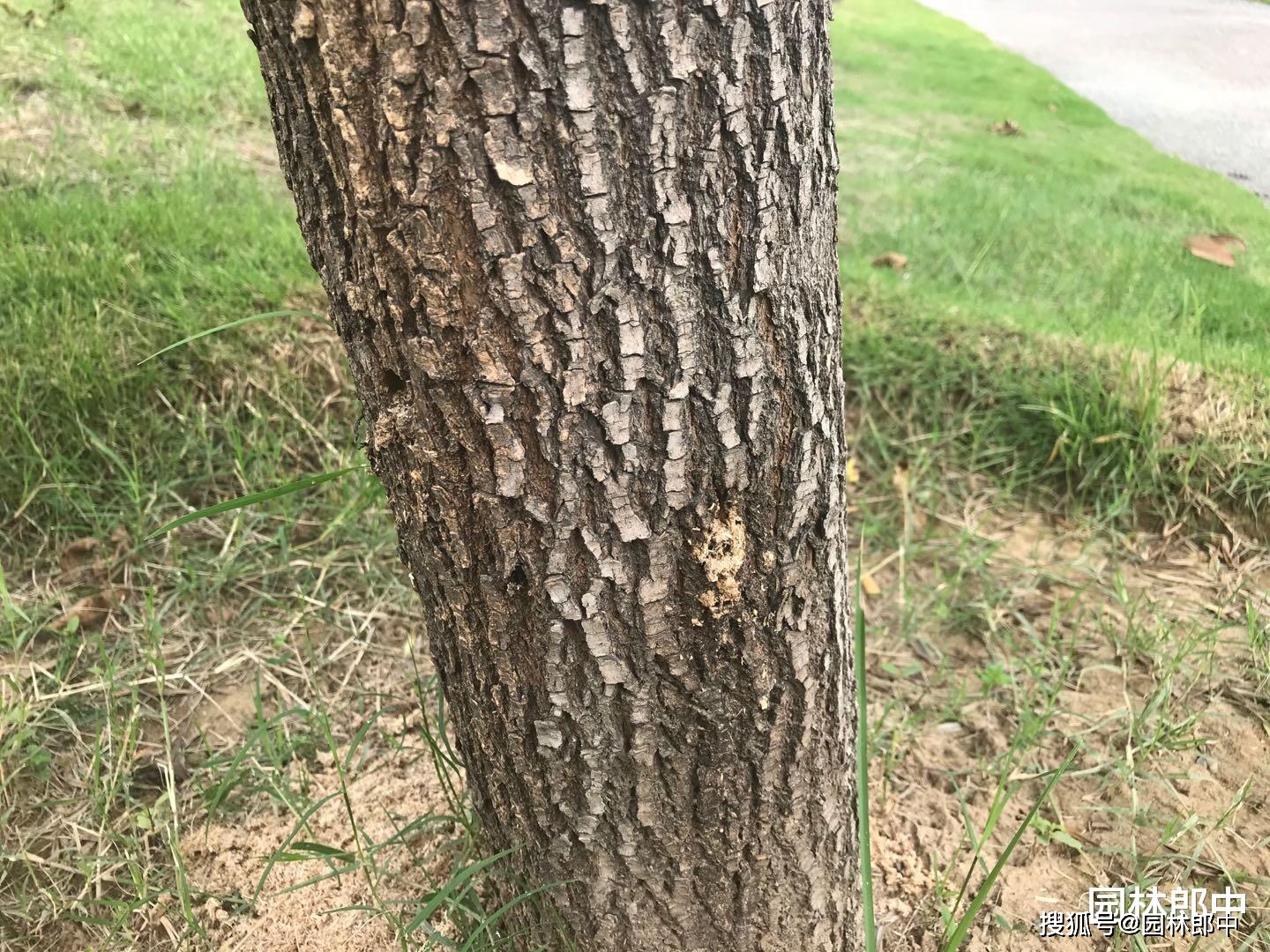 白蜡树树干上有很多虫孔,树下有很多细丝状木屑,怎么回事儿?