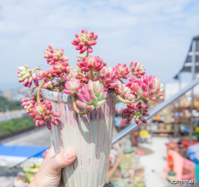 炎帝生物紫薇内衣价格_写炎帝紫薇园征文(2)