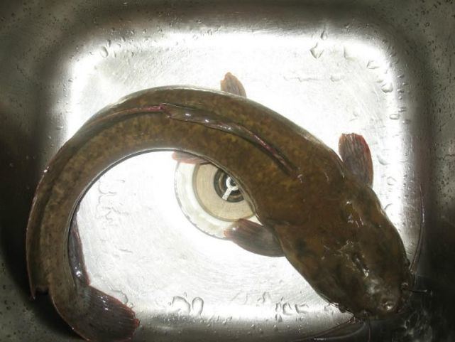 原创非洲产的胡子鱼引进中国后泛滥成灾但吃货却表示不敢吃