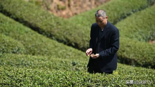莆田郑宅茶:历史茶香 醇厚回甘丨福建特色小品种茶优秀征文