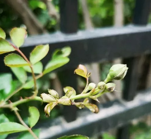 月季花什么时候修剪最适合 6670960541934898a8969d36eaa66b2f.jpeg