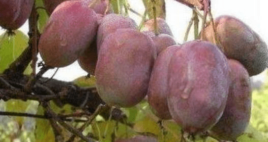 梦的迷雾，解析梦到无花果树与梦见吃无花果是否为胎梦的深层含义