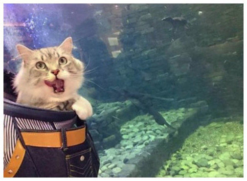 主人带猫咪去水族馆,猫咪见水里的鱼馋坏了,一个表情揭露一切