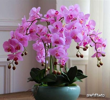 业主|家中也不宜摆放这些植物，暗喻越住越穷，有钱人一看就懂再有钱