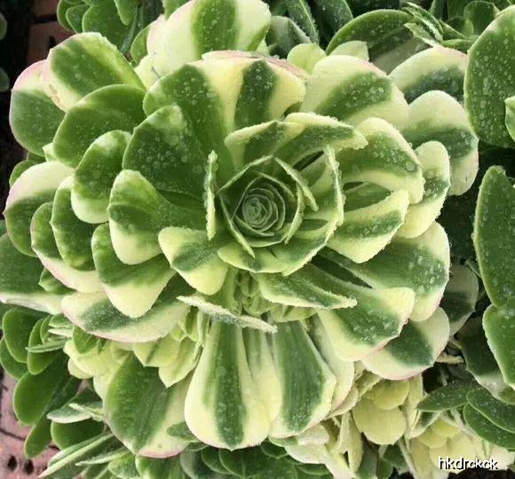 多肉植物图片品种名称 ebaed3c798ad4382bc0b34dd3ee0e7c2.jpeg