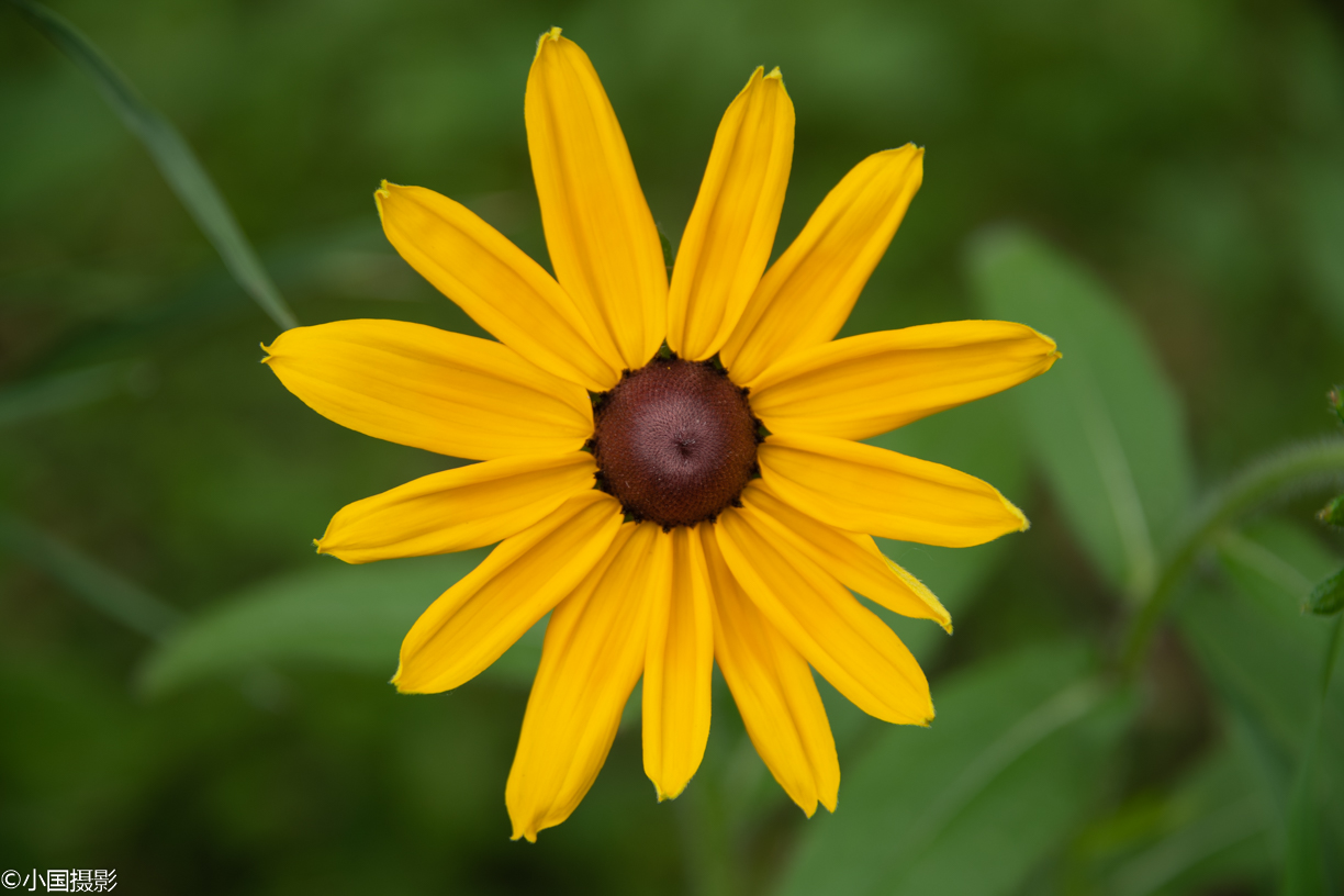 花卉摄影:差点被名字耽误了,其实代表的是坚贞,执著,独树一帜的爱