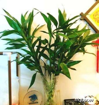 富贵竹几支放一起养好 f8813a8009db4618bea9b0945caf4cd7.jpeg