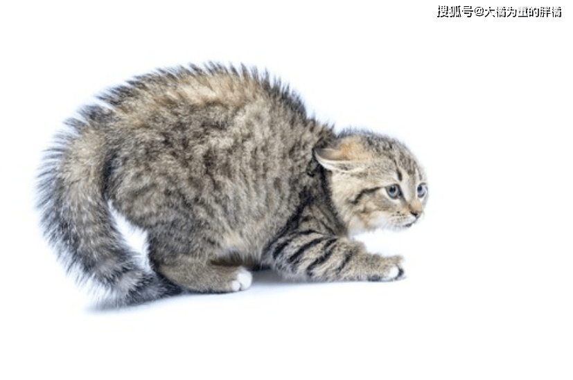 bcecb16b33394e6b8962d56c9ce774ed.png