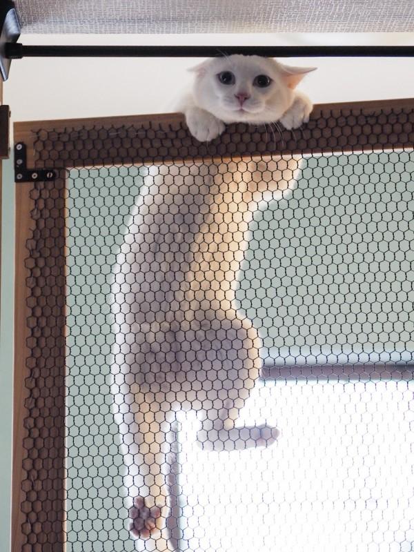 定制|没几天被猫咪破解!花了冤枉钱啊主人精心定制防猫门