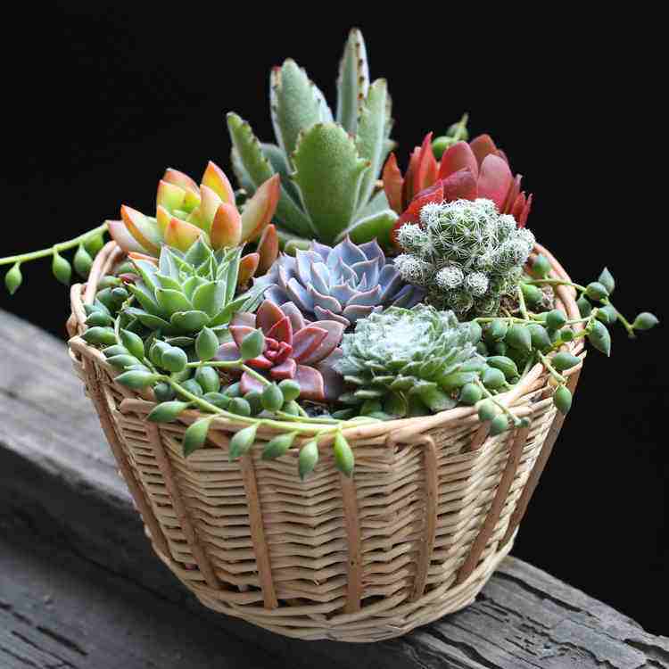 多肉夏天多久浇水一次浇多少 eb71fa07bff84a13ac64616bca405f71.jpeg