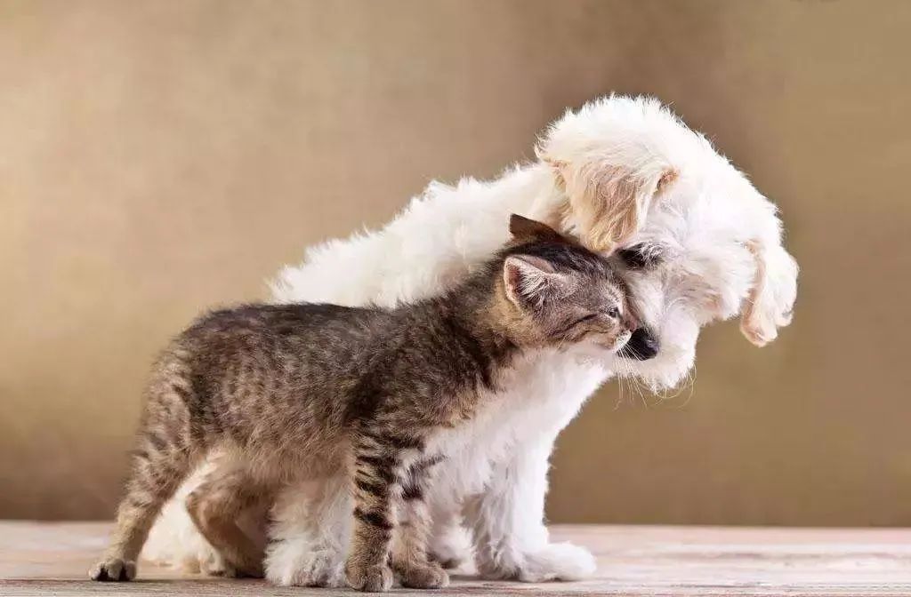 猫咪|学学这些技巧吧猫咪和狗狗一起养也可以友好相处