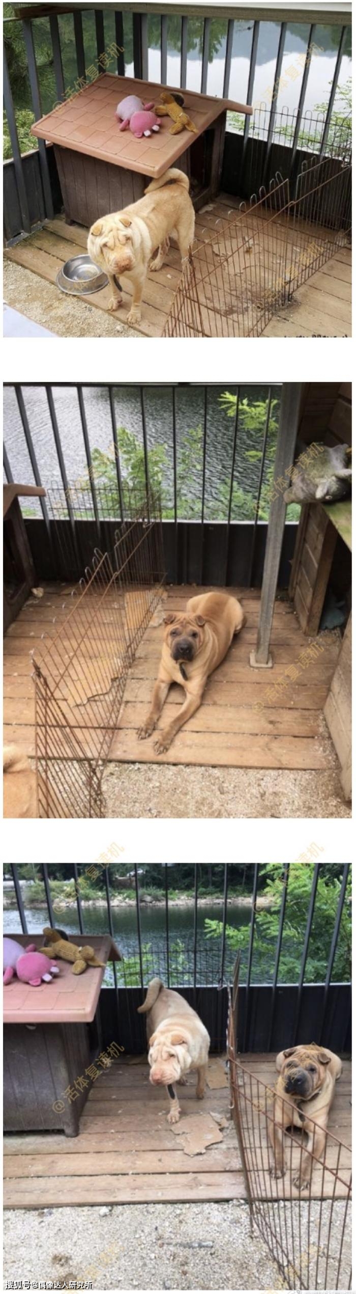 网友|GD被控诉弃养家中两只沙皮犬!网友:真差劲糟糕!有钱还不请人看!