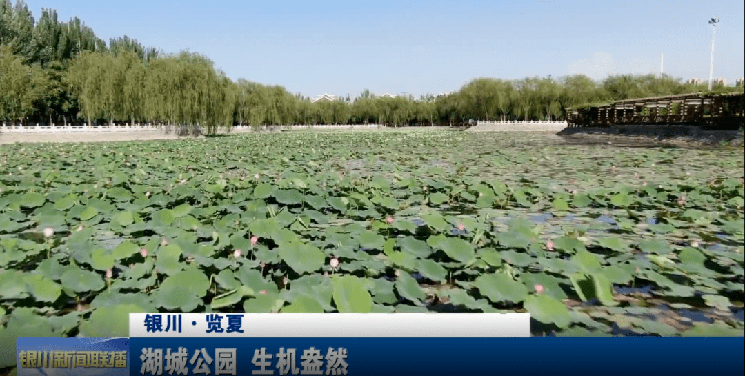 览夏 丽景湖公园:我不是银川最有名的湖,但城东的人都爱我