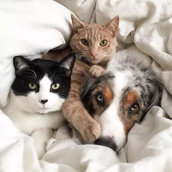 猫咪|学学这些技巧吧猫咪和狗狗一起养也可以友好相处