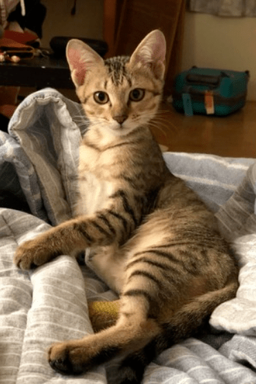 主人|猫看后居然这么做,主人都笑了!狗随地尿尿