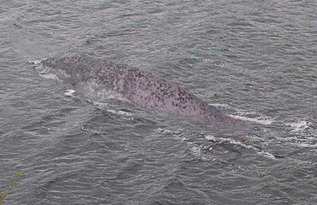 尼斯湖水怪最新照片在网上热传,但被认为是一条巨大鲶鱼