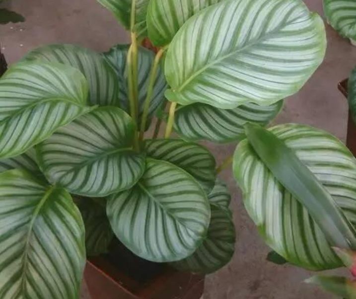 圆叶竹芋