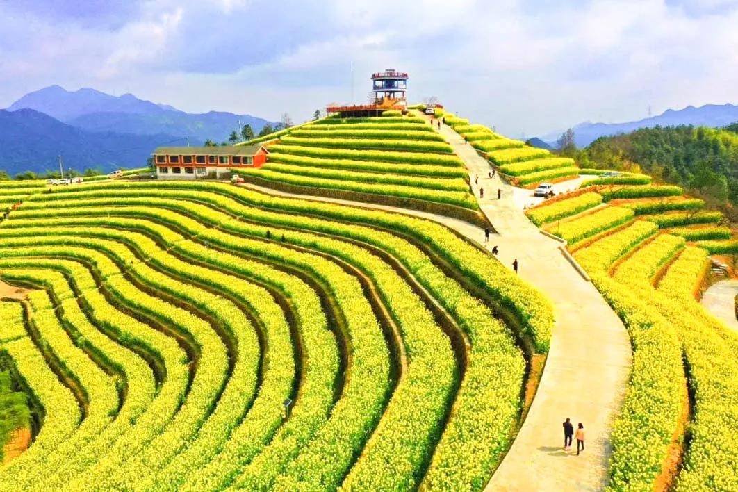 的油菜花海在杭州富阳新登镇上旺村黑山顶今年偶然听朋友提起画着画着