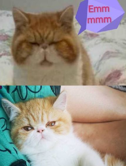 囧囧猫：有些猫注定要成为表情包，因为太丑了！