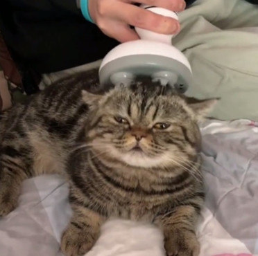 原创主人用按摩爪给猫咪按摩,猫咪吓得瞳孔放大,一分钟后转变太大