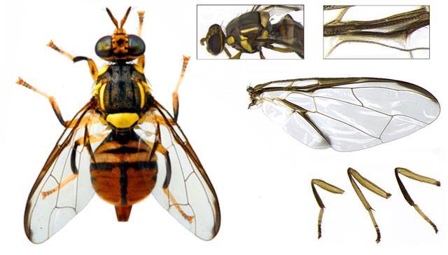 又名桔小实蝇,学名bactrocera dorsalis,双翅目实蝇科/tephritidae