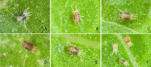 叶螨(spider mite),也叫果螨,俗称红蜘蛛,恙螨目叶螨科/tetranychidae