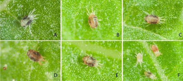 蜘蛛,恙螨目叶螨科/tetranychidae,该科约有1200种,其中二斑叶螨(red