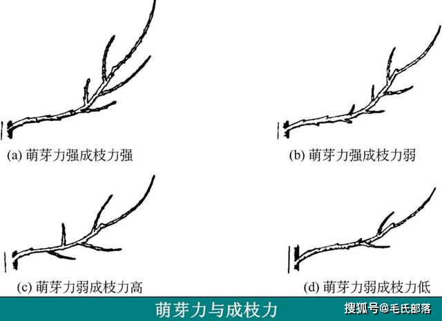 苹果树栽培技术苹果树芽的分类及枝芽特性