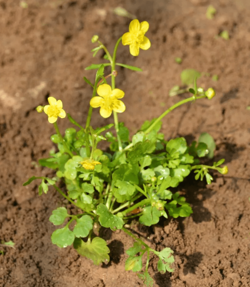 筑邦学堂|150余种 · 常见药用植物