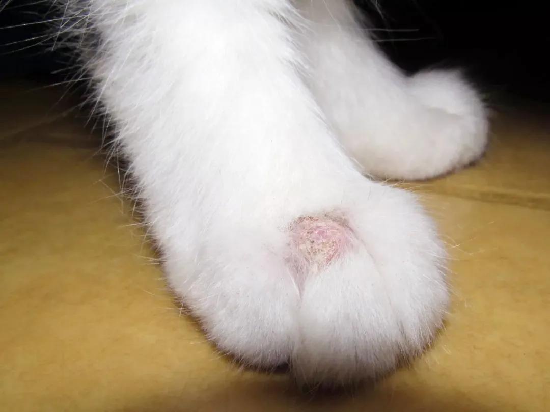 猫咪常见皮肤病,小心被传染!