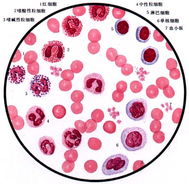 血细胞的增殖是以分裂的方式进行的