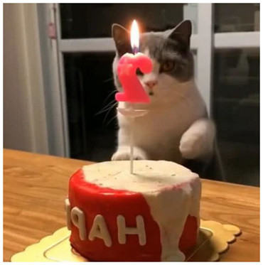 原创为猫咪举办生日聚会,主人准备为它吹蜡烛时,猫咪自己先动手了