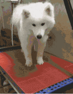 搞笑gif趣图:大姐,你离他远一点就行了,干嘛喷他呢