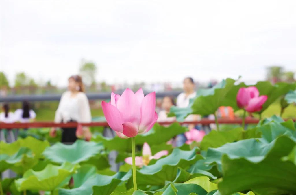 四川遂宁圣莲岛 荷花海惊艳整个夏天