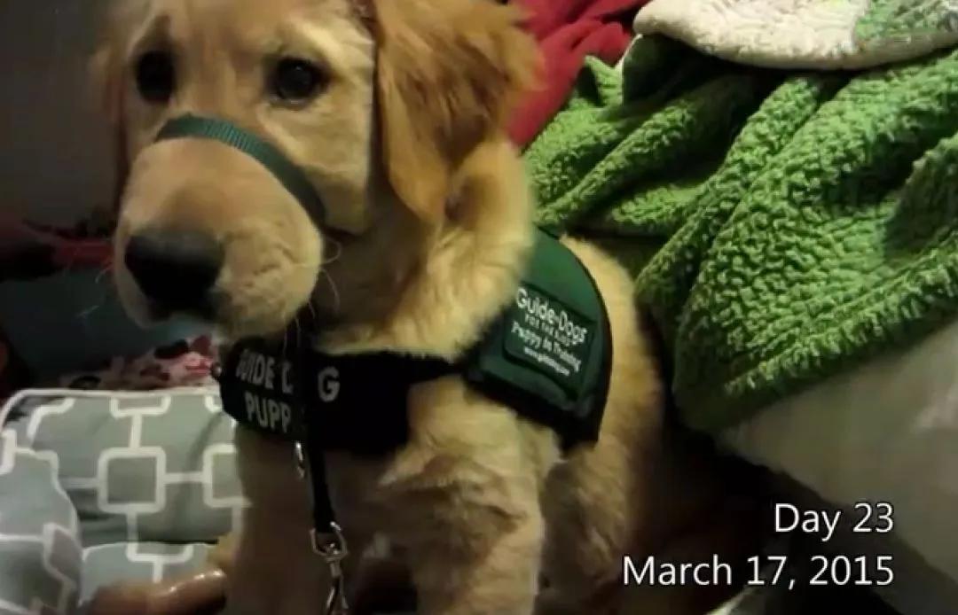 被开除的导盲犬，竟摇身一变成了“旅游博主”！