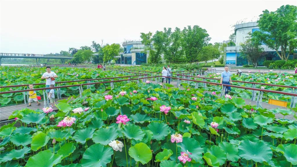 四川遂宁圣莲岛 荷花海惊艳整个夏天