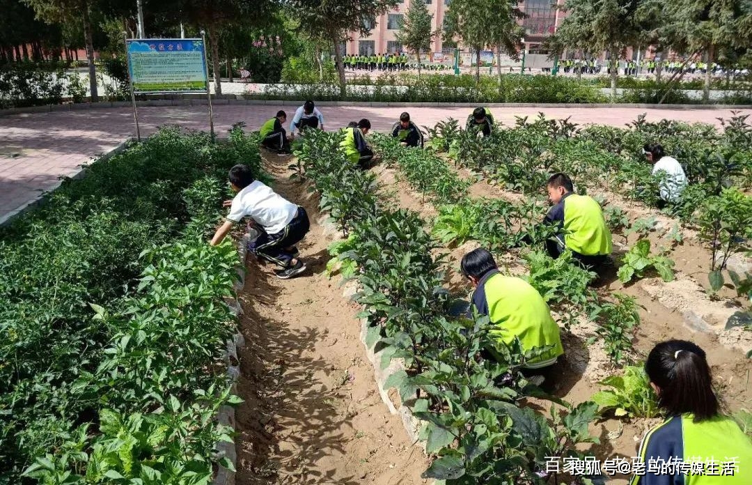 靖远县东升中学注重劳动教育,创办开心农场,学生收获成长