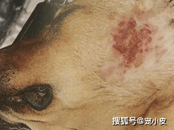 狗狗常见皮肤病之一:皮炎