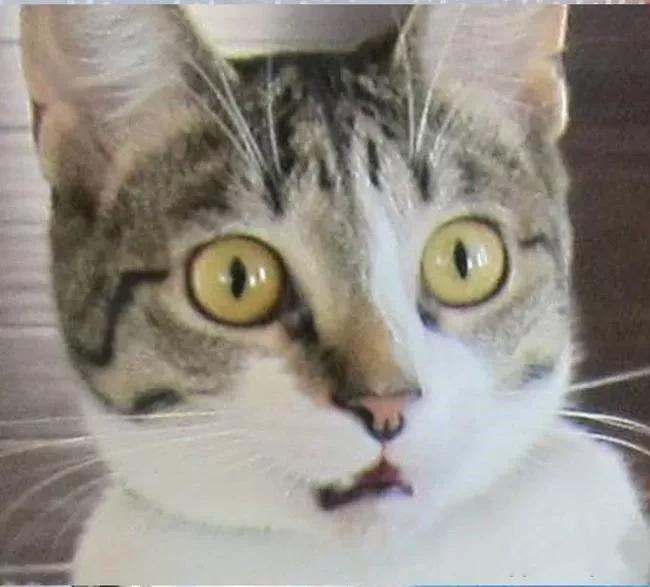 壁纸 动物 猫 猫咪 小猫 桌面 650_587