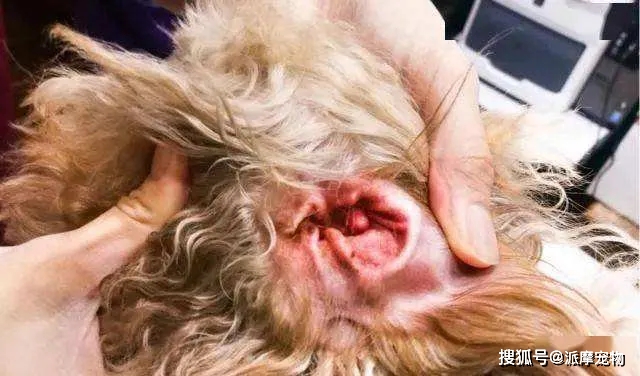 狗子的耳朵脏就是有耳螨吗?