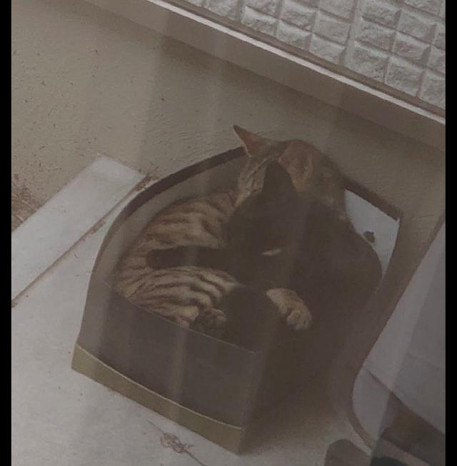 猫咪|第二天里面就长出两只猫,还被喂了把狗粮网友在屋外放了鞋盒子