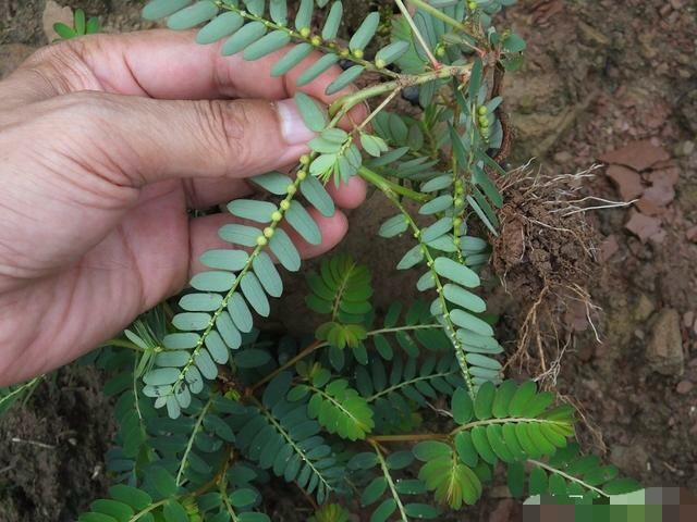 珍珠露水草的功效与作用,珍珠露水草的药用价值