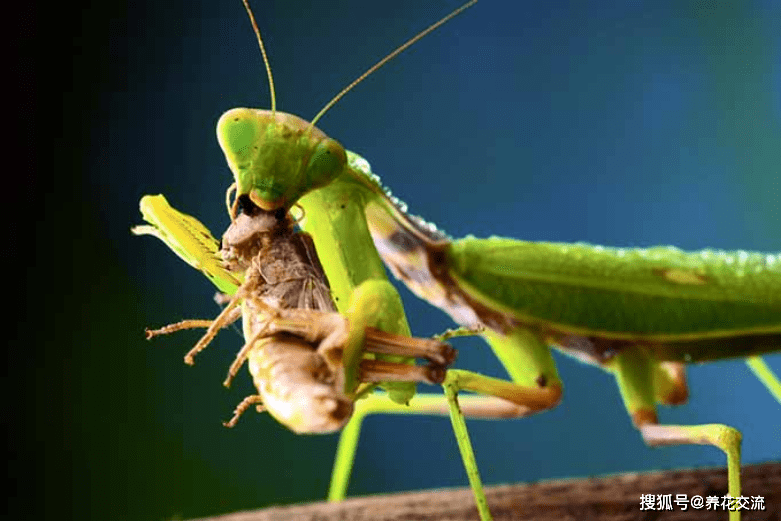 蚜虫可以捕食各种害虫,包括蚜虫,甲虫,毛毛虫,苍蝇,蝗虫,飞蛾和蜘蛛等