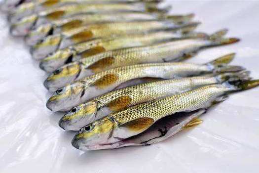 这种"珍贵名鱼",是国家地理标志产品,如今价格高达500元一斤
