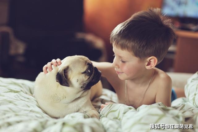 狗狗|对其他狗就不感兴趣了?这几点让我爱了为什么养了“巴哥犬”后