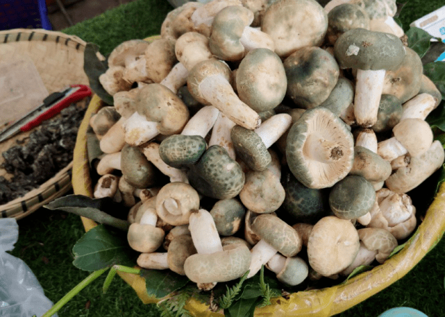 云南野生菌满目琳琅色彩斑斓 盆装菌子显壮观